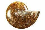 Polished Ammonite (Cleoniceras) Fossil - Madagascar #339231-1